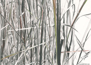 In The Bulrushes